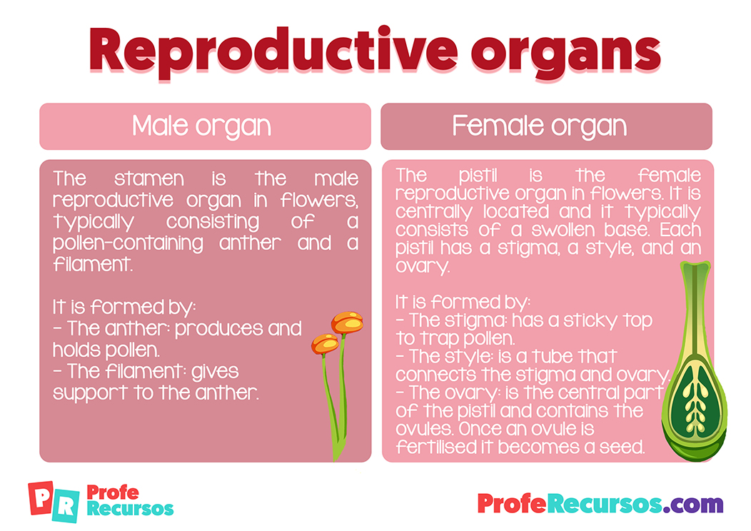 Reproductive organs of a flower