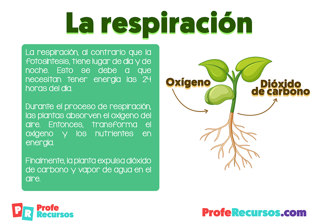 Respiracion de las plantas