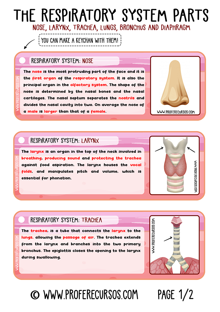 Respiratory-System-Organs