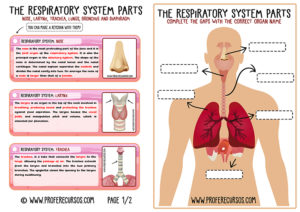 Respiratory-System-parts
