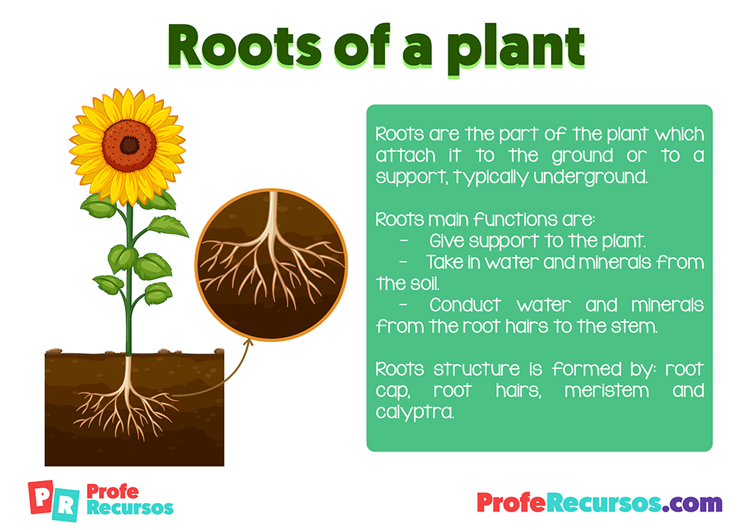 Roots definition for kids
