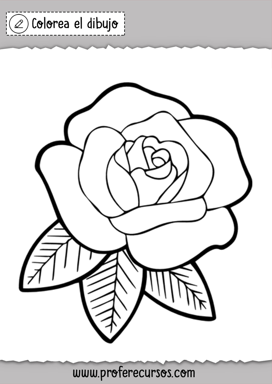 Rosa Para Colorear Dibujo Profe Recursos