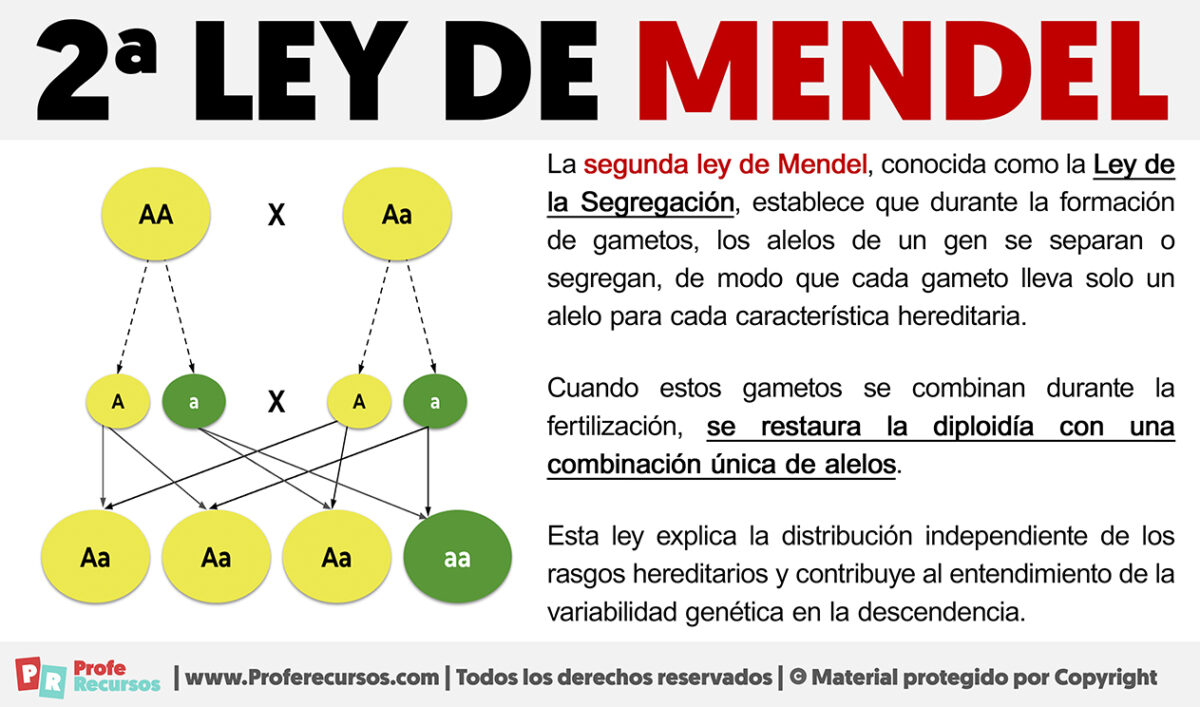Cual Fue La Segunda Ley De Mendel