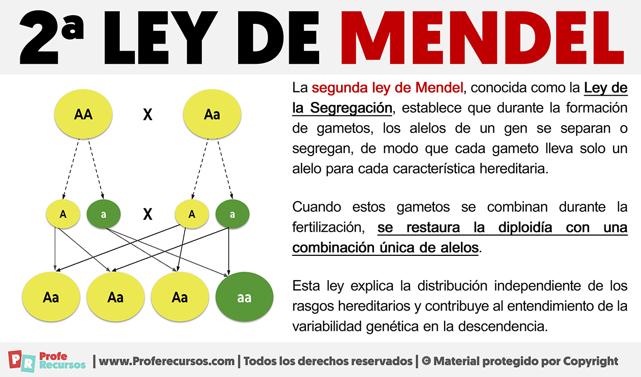 Segunda ley de mendel