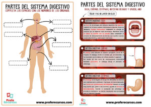 Sistema digestivo para niños