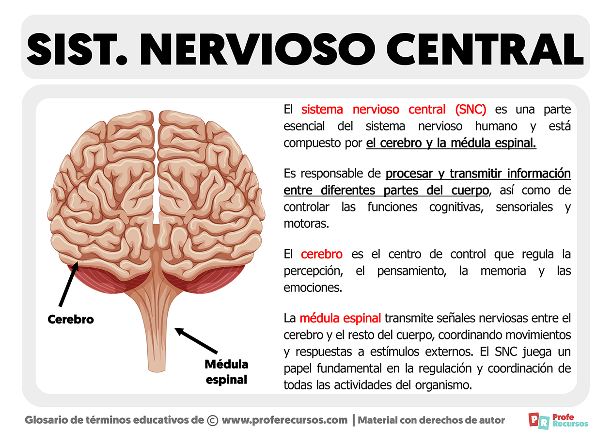 Sistema nervioso central