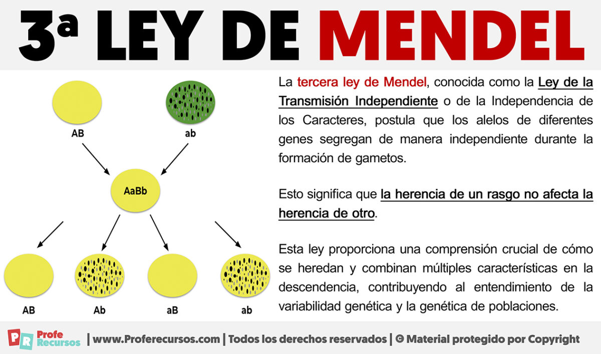 Tercera Ley de Mendel | La 3ª Ley de Mendel