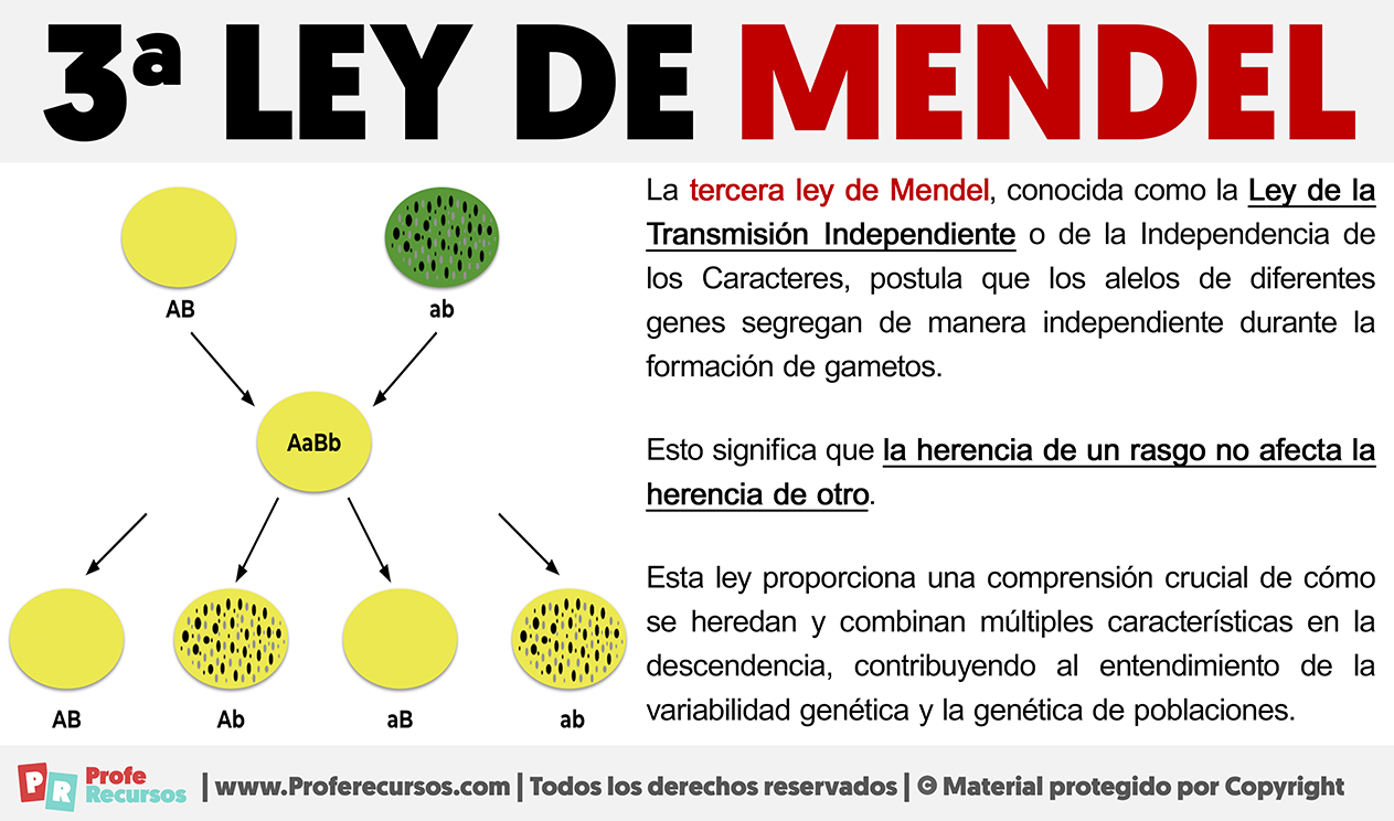 Tercera ley de mendel