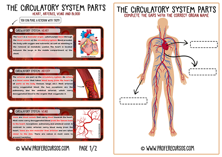 The Circulatory System (ENGLISH)