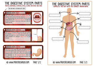 The Digestive System (ENGLISH)