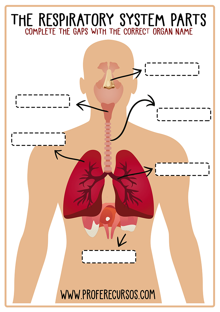 The-Respiratory-System-Worksheet - Profe Recursos