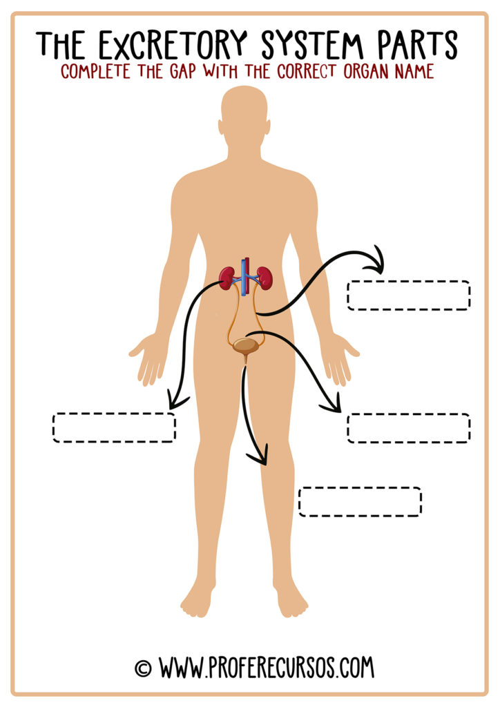 The-excretory-system-organs