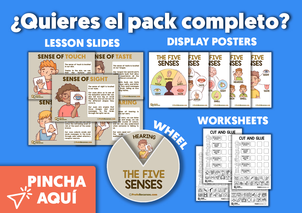 The five senses bundle