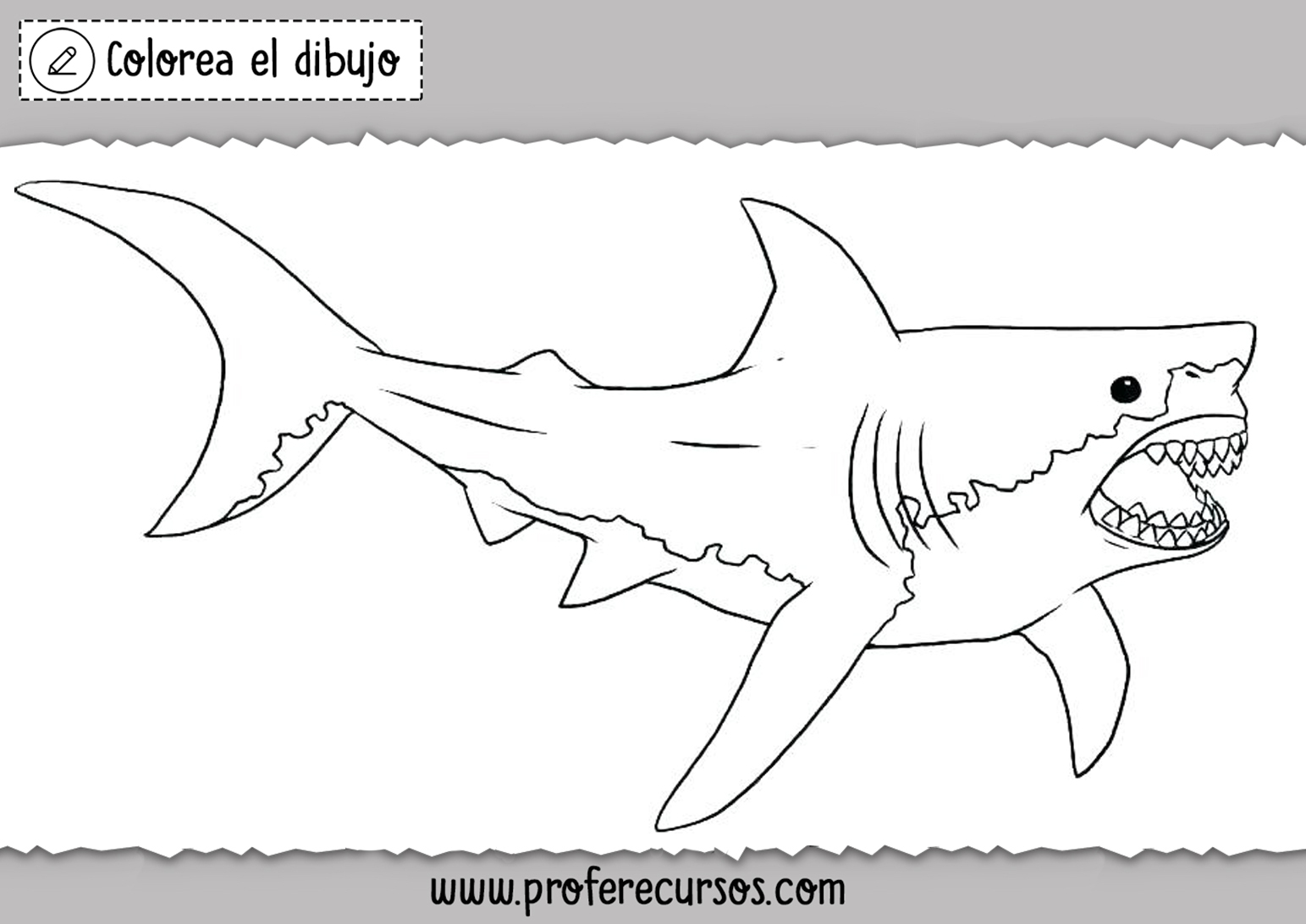 Tiburon Blanco para Colorear