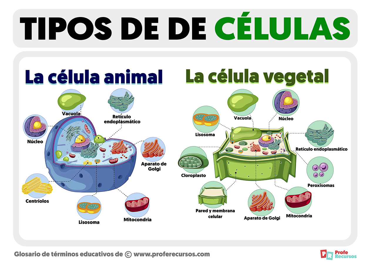 Tipos de celulas