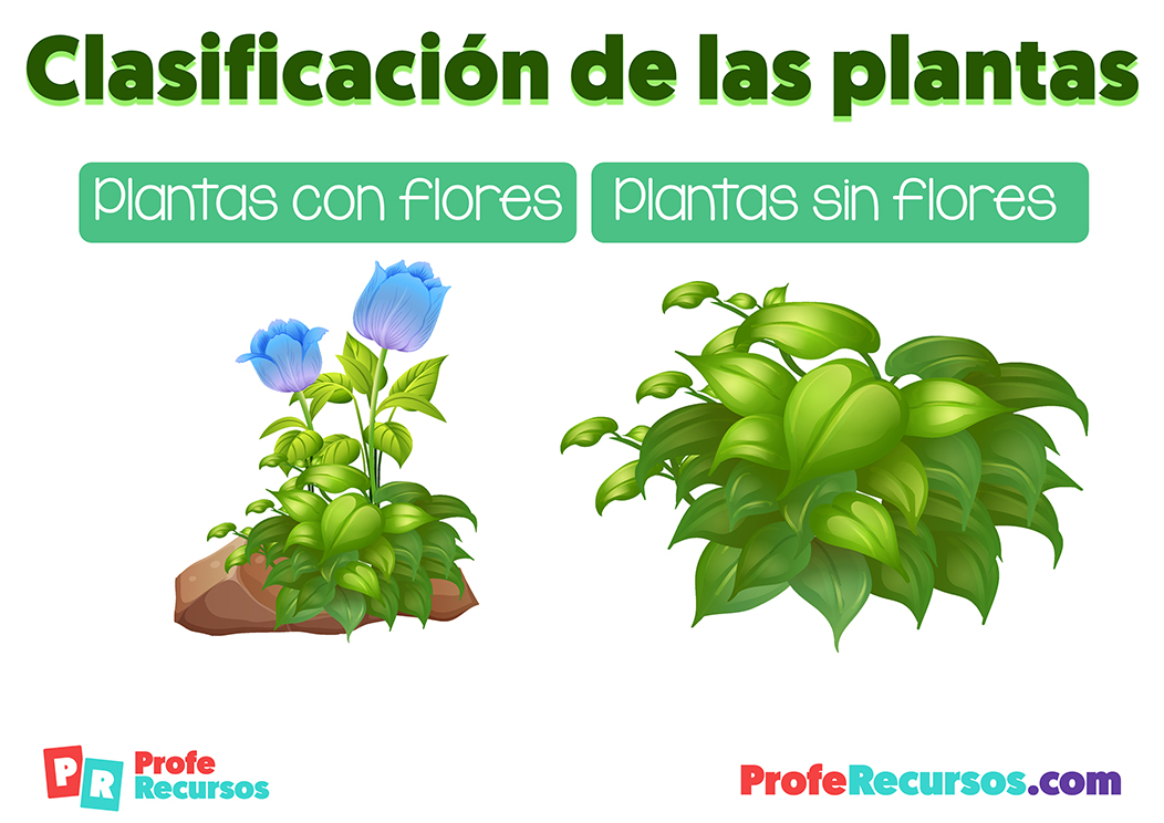 Tipos de plantas clasificacion