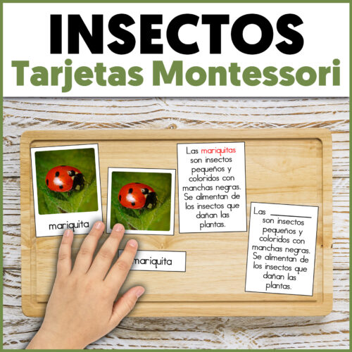 Vocabulario de los insectos