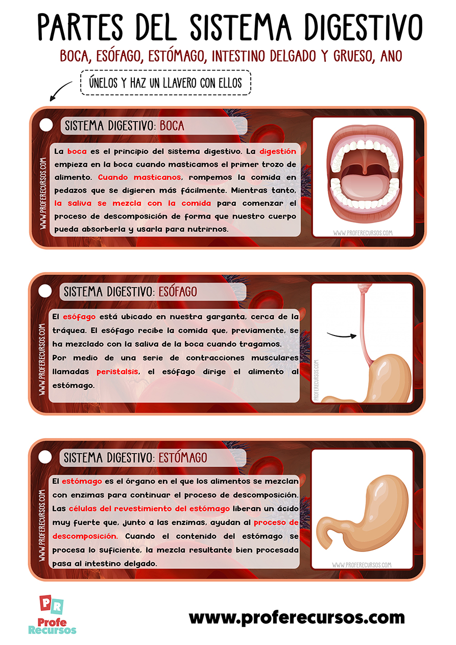 Vocabulario del sistema digestivo