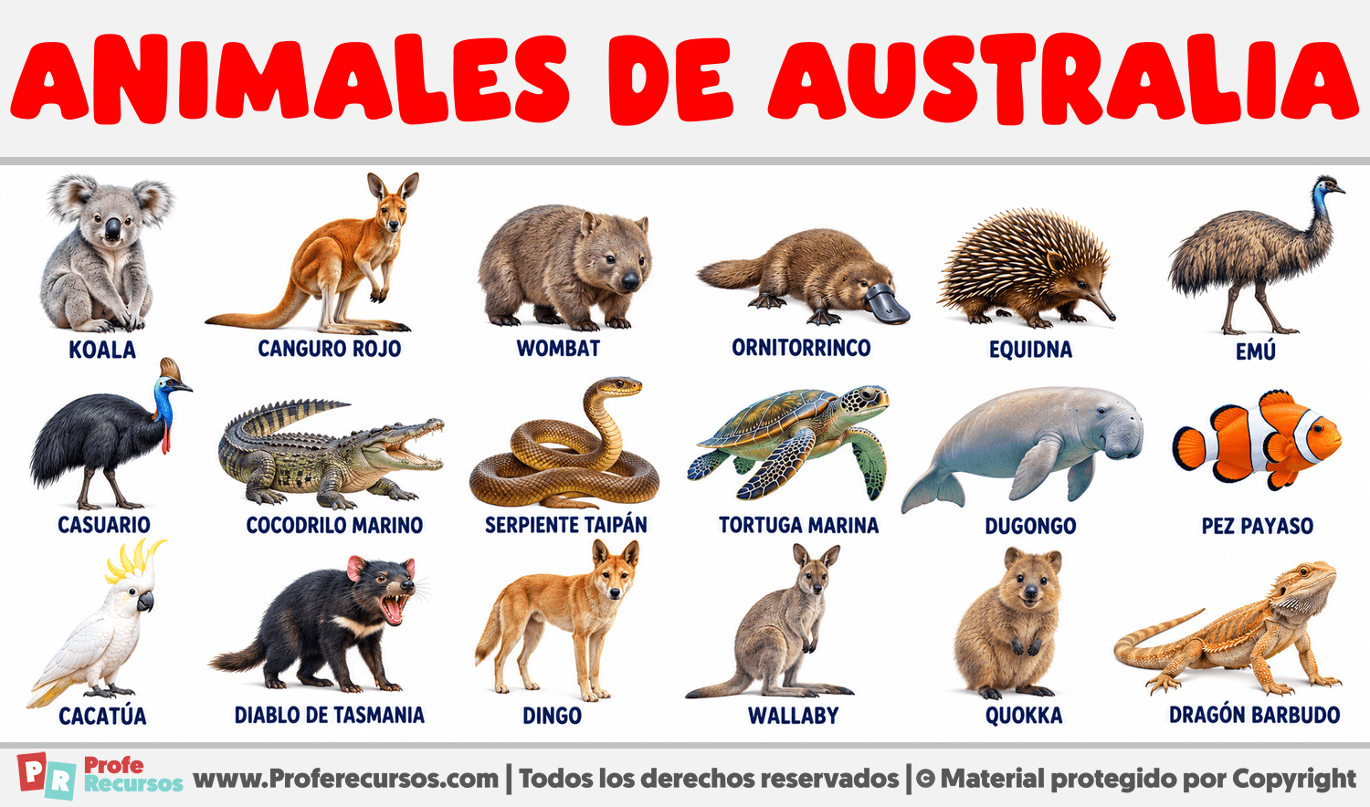Animales de Australia Infografia sobre Animales de Australia