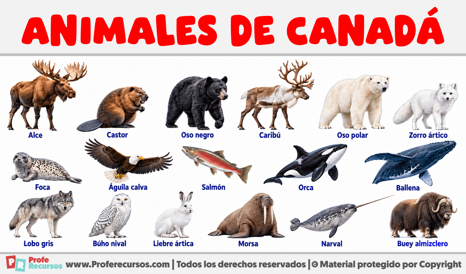 Animales de Canadá Infografia sobre Animales de Canadá