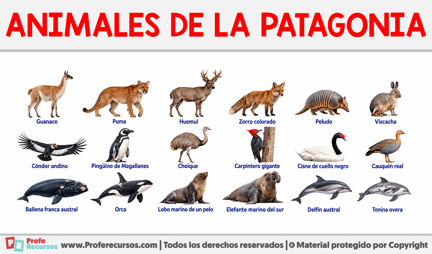 Animales de La Patagonia Infografia sobre Animales de La Patagonia