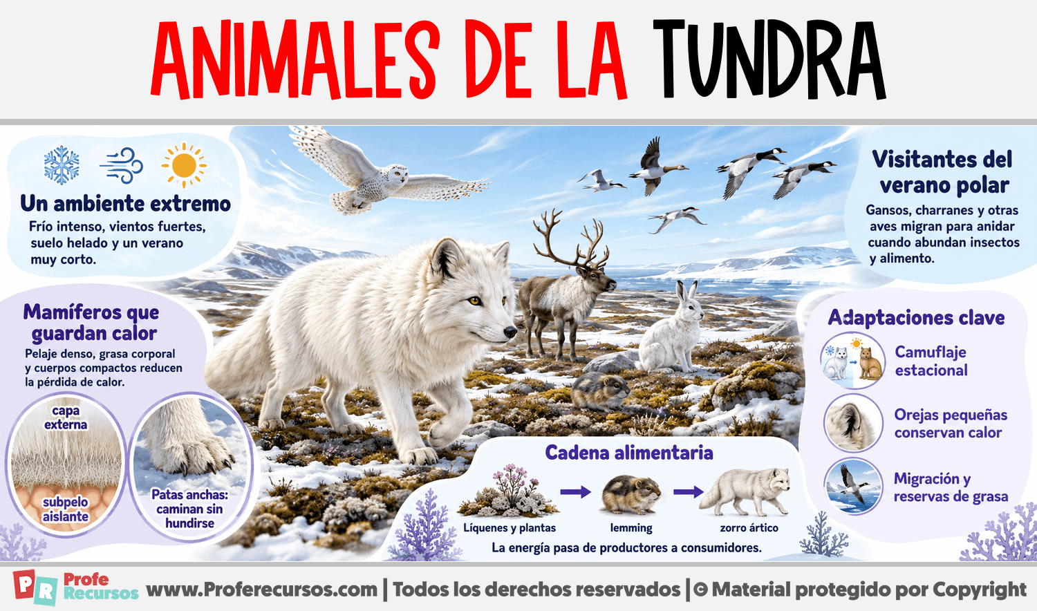 Animales de la Tundra Infografia sobre Animales de la Tundra