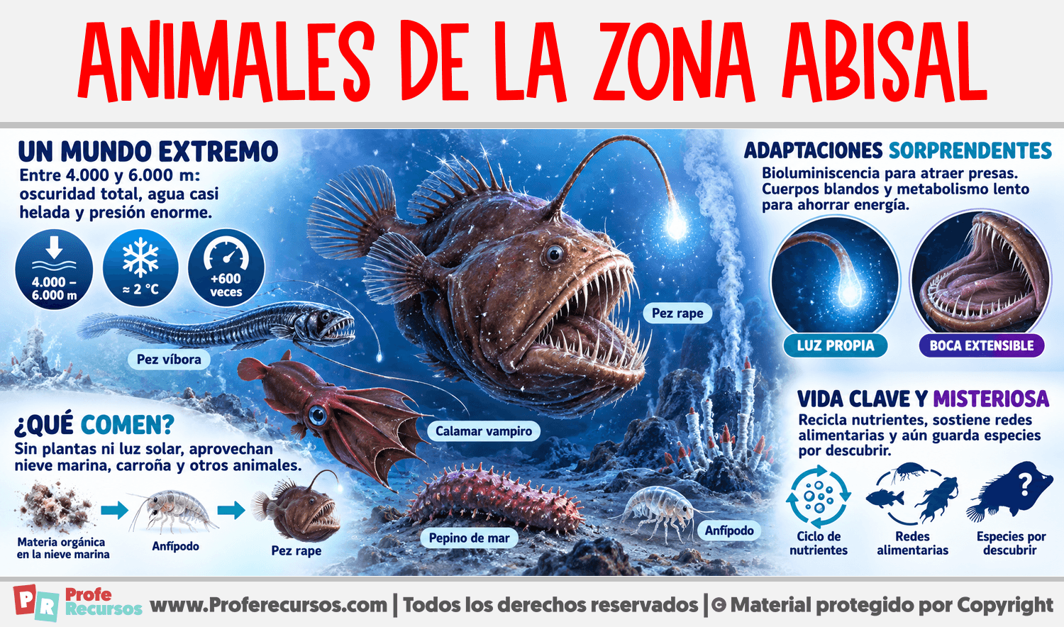 Animales de la Zona Abisal Infografia sobre Animales de la Zona Abisal