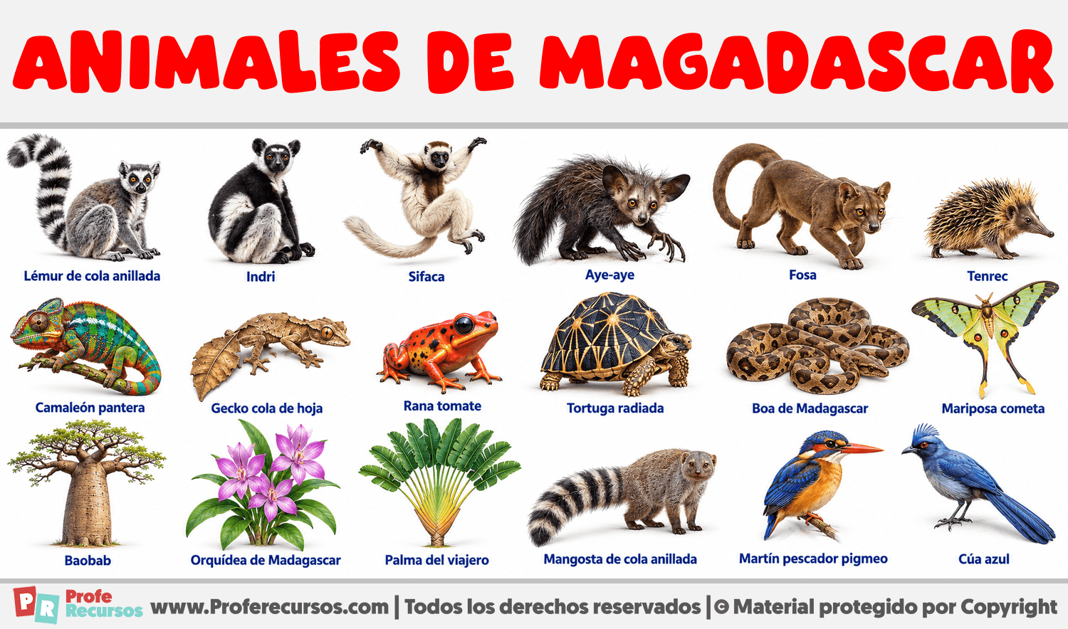 Animales de Magadascar Infografia sobre Animales de Magadascar