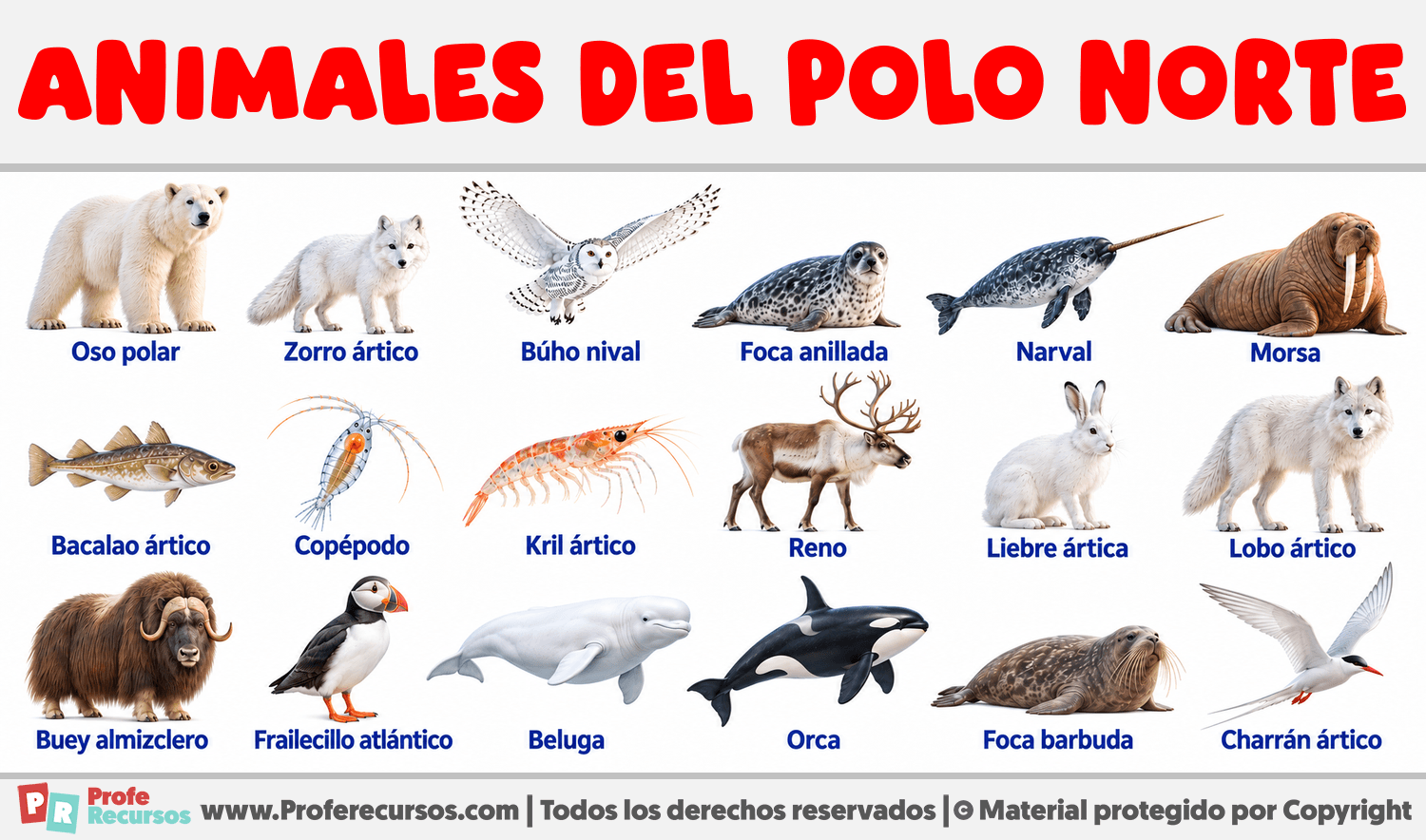 Animales del Polo Norte Infografia sobre Animales del Polo Norte