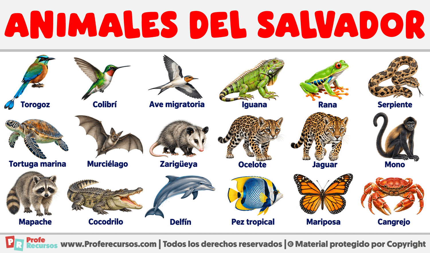 Animales del Salvador Infografia sobre Animales del Salvador