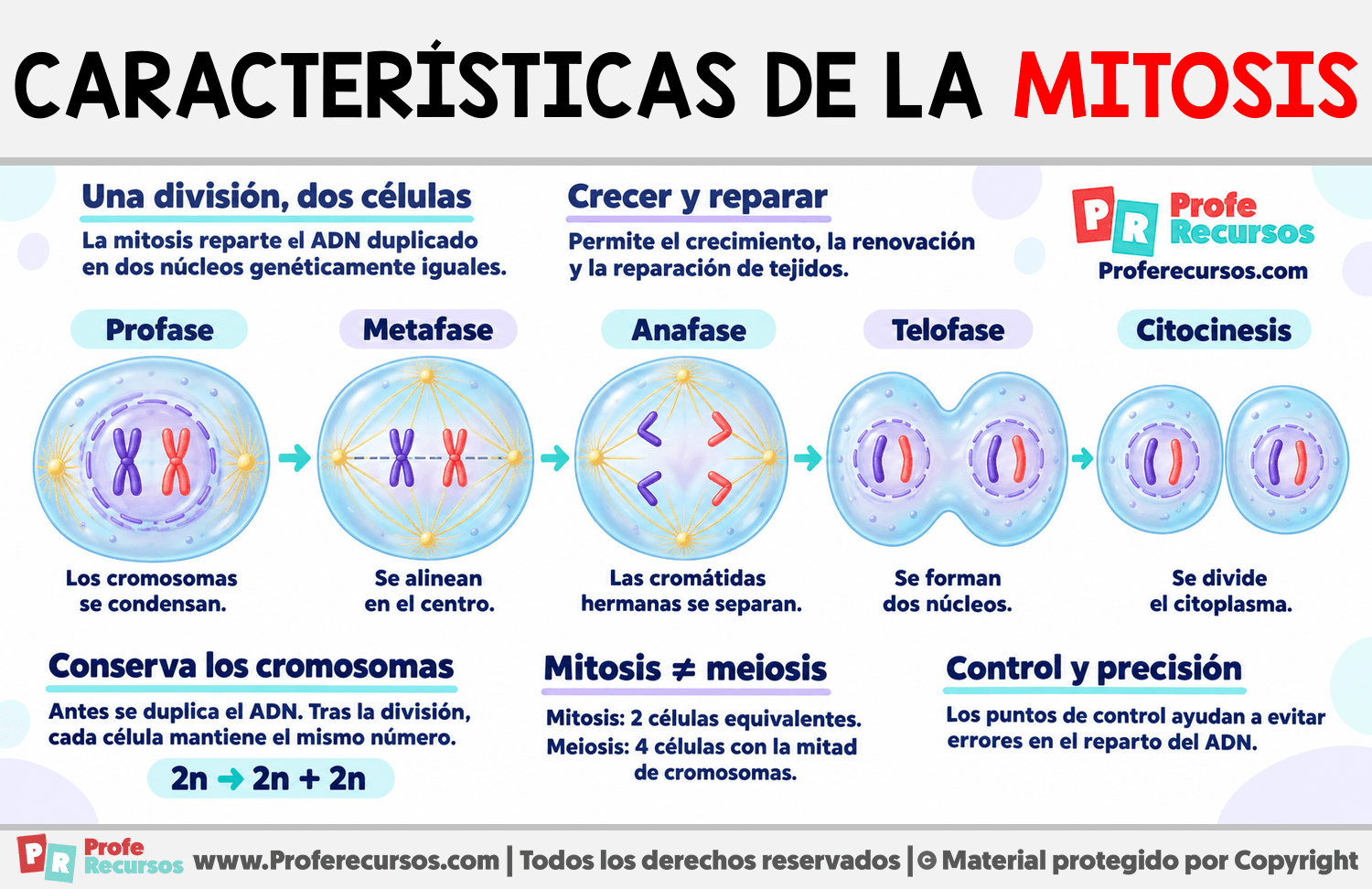 Características de la Mitosis Infografia sobre Características de la Mitosis