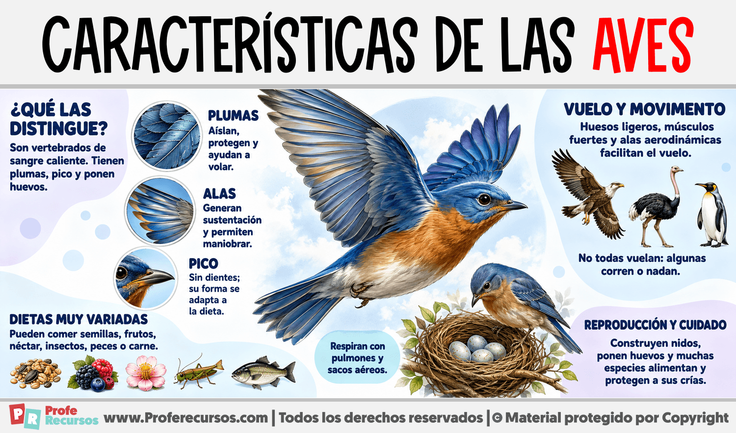 Características de las Aves Infografia sobre Características de las Aves