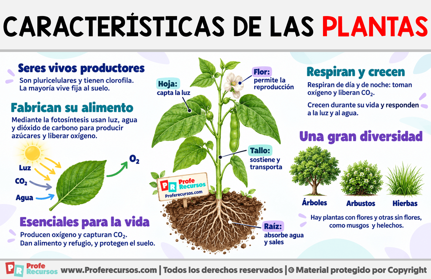 Características de las plantas Infografia sobre Características de las plantas