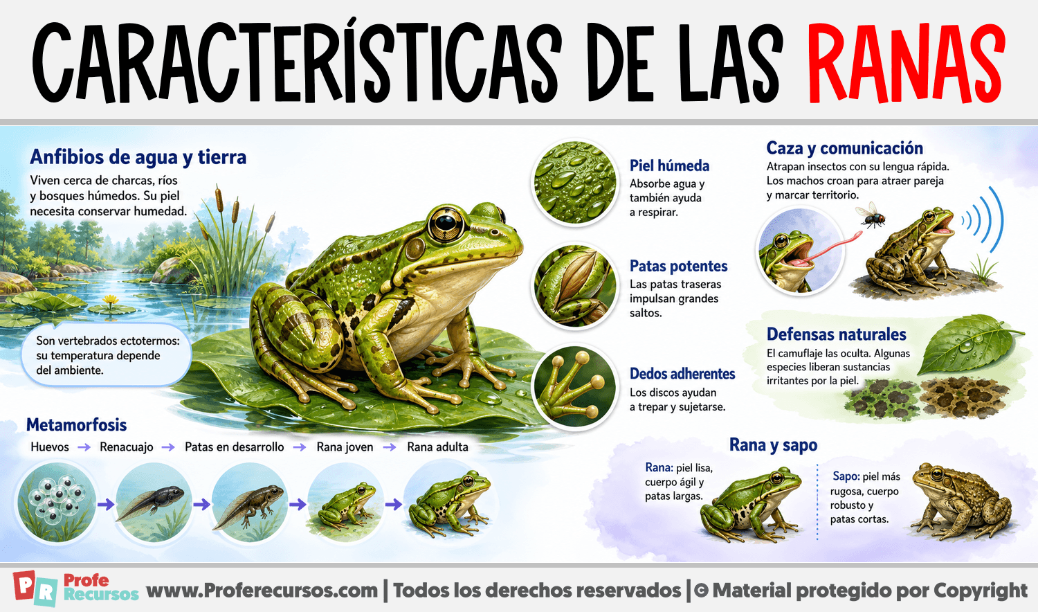Infografia sobre Características de las Ranas