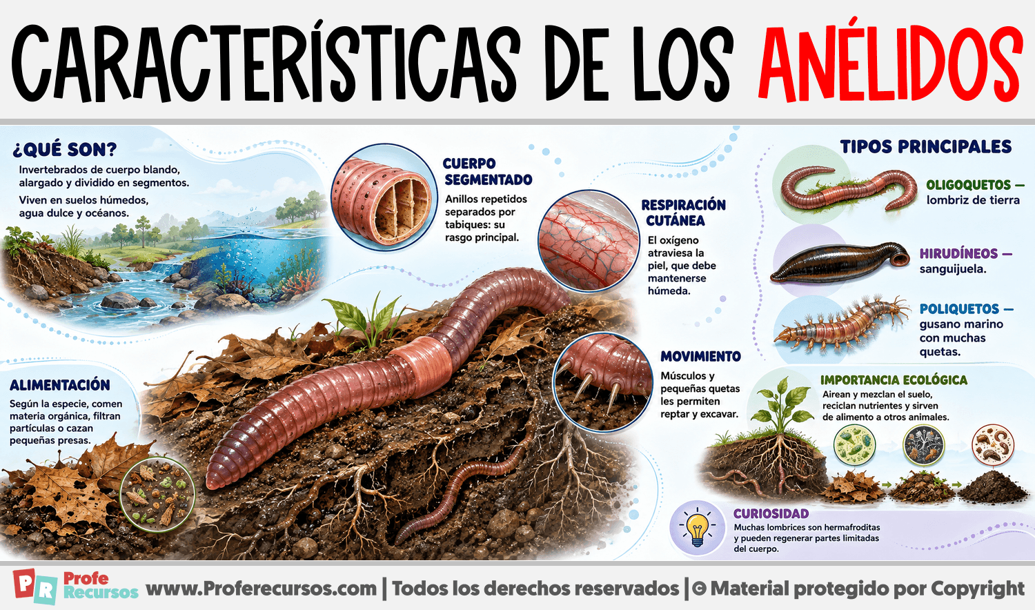 Características de los Anélidos Infografia sobre Características de los Anélidos