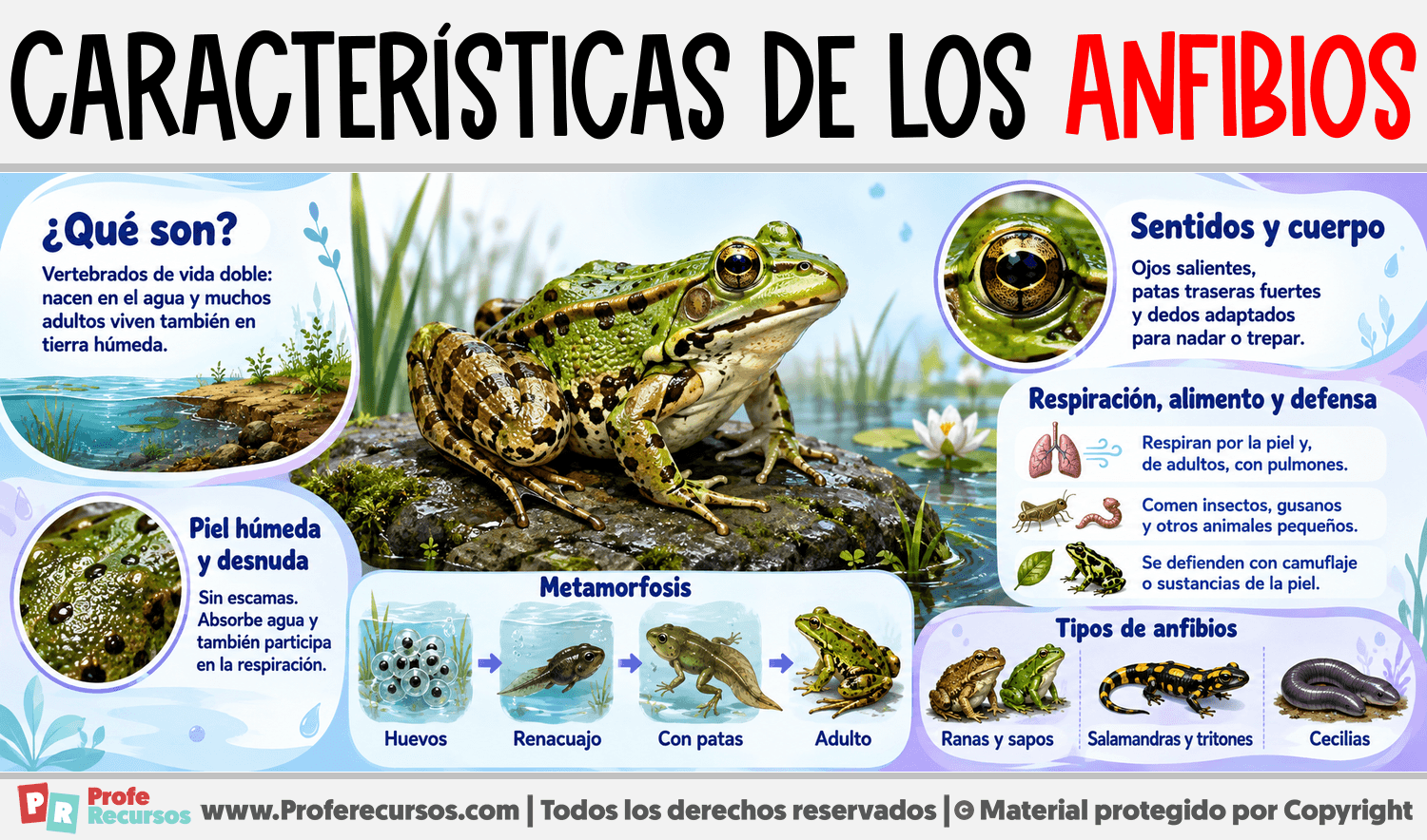 Características de los Anfibios Infografia sobre Características de los Anfibios