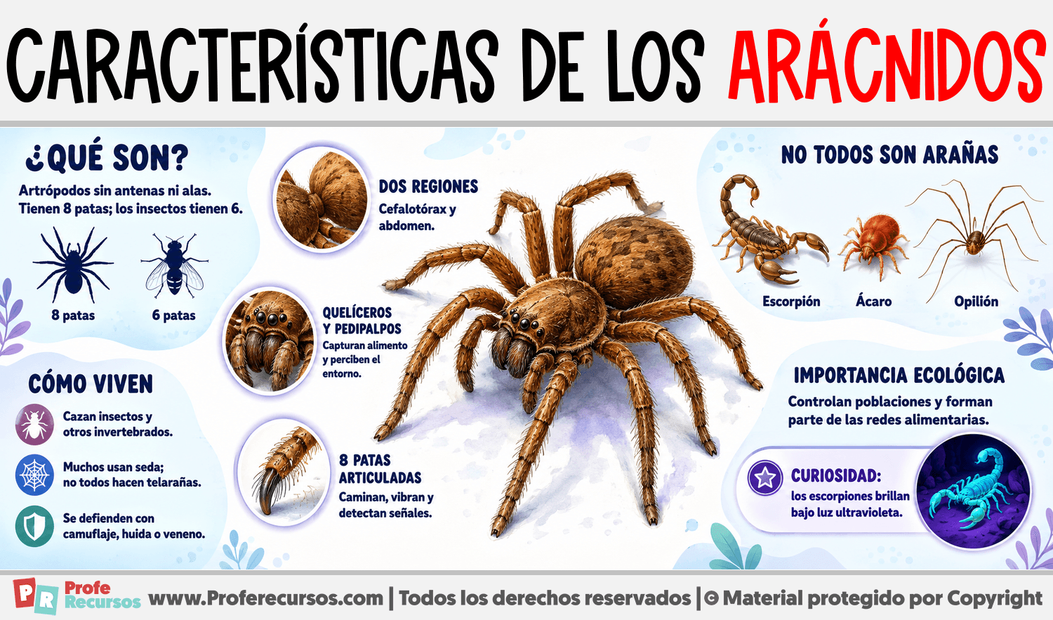 Características de los Arácnidos Infografia sobre Características de los Arácnidos