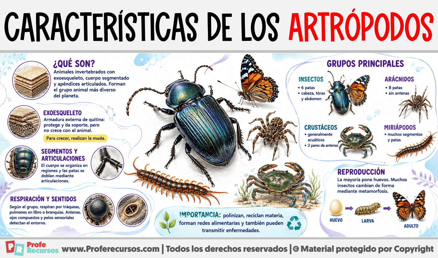Infografia sobre Características de los Artrópodos