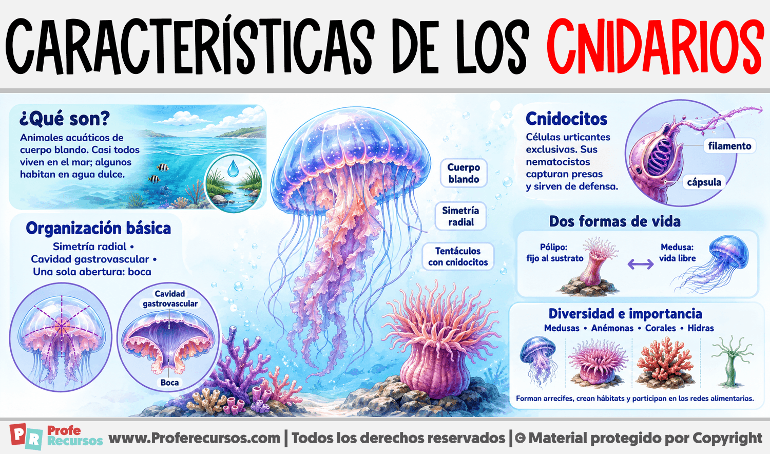 Infografia sobre Características de los Cnidarios