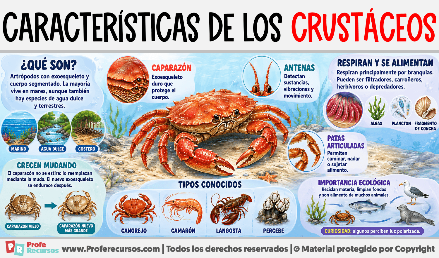 Características de los Crustáceos Infografia sobre Características de los Crustáceos