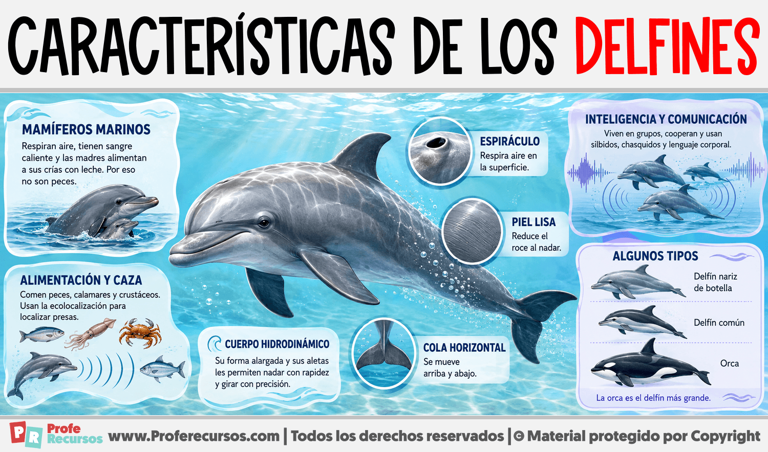 Infografia sobre Características de Los Delfines
