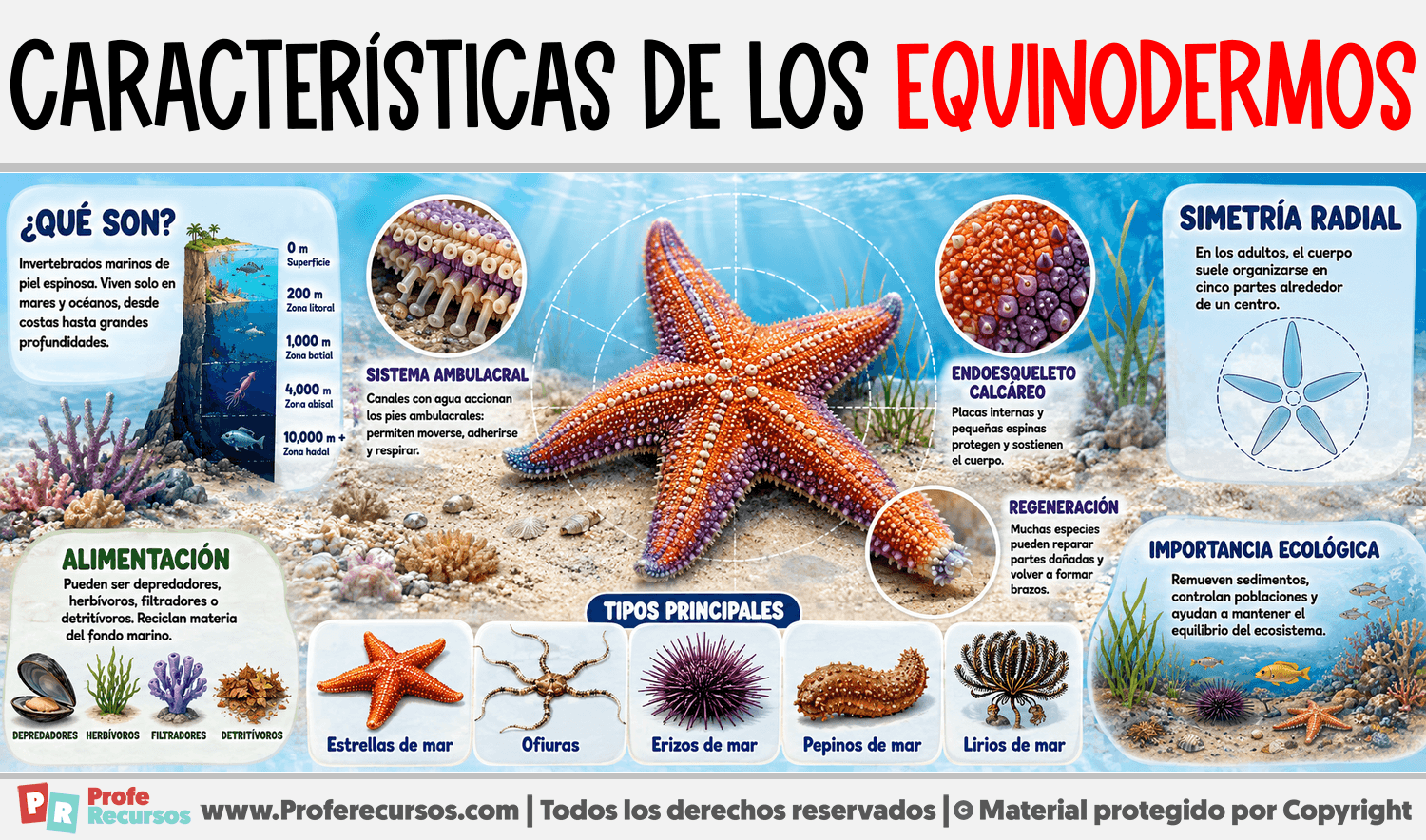 Características de los Equinodermos Infografia sobre Características de los Equinodermos