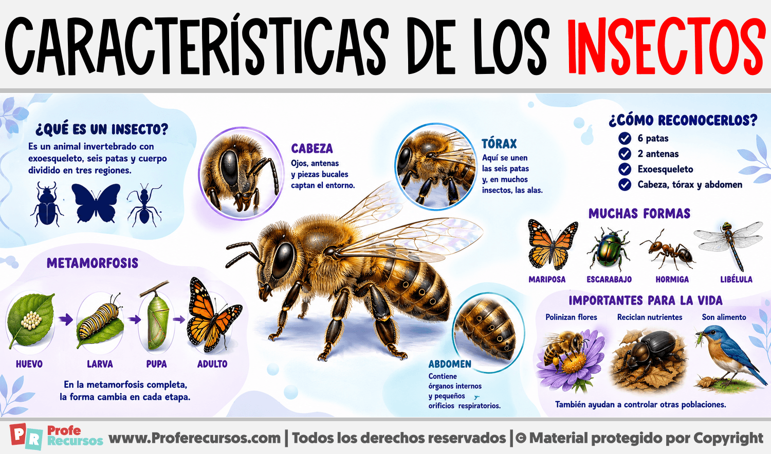 Infografia sobre Características de los Insectos