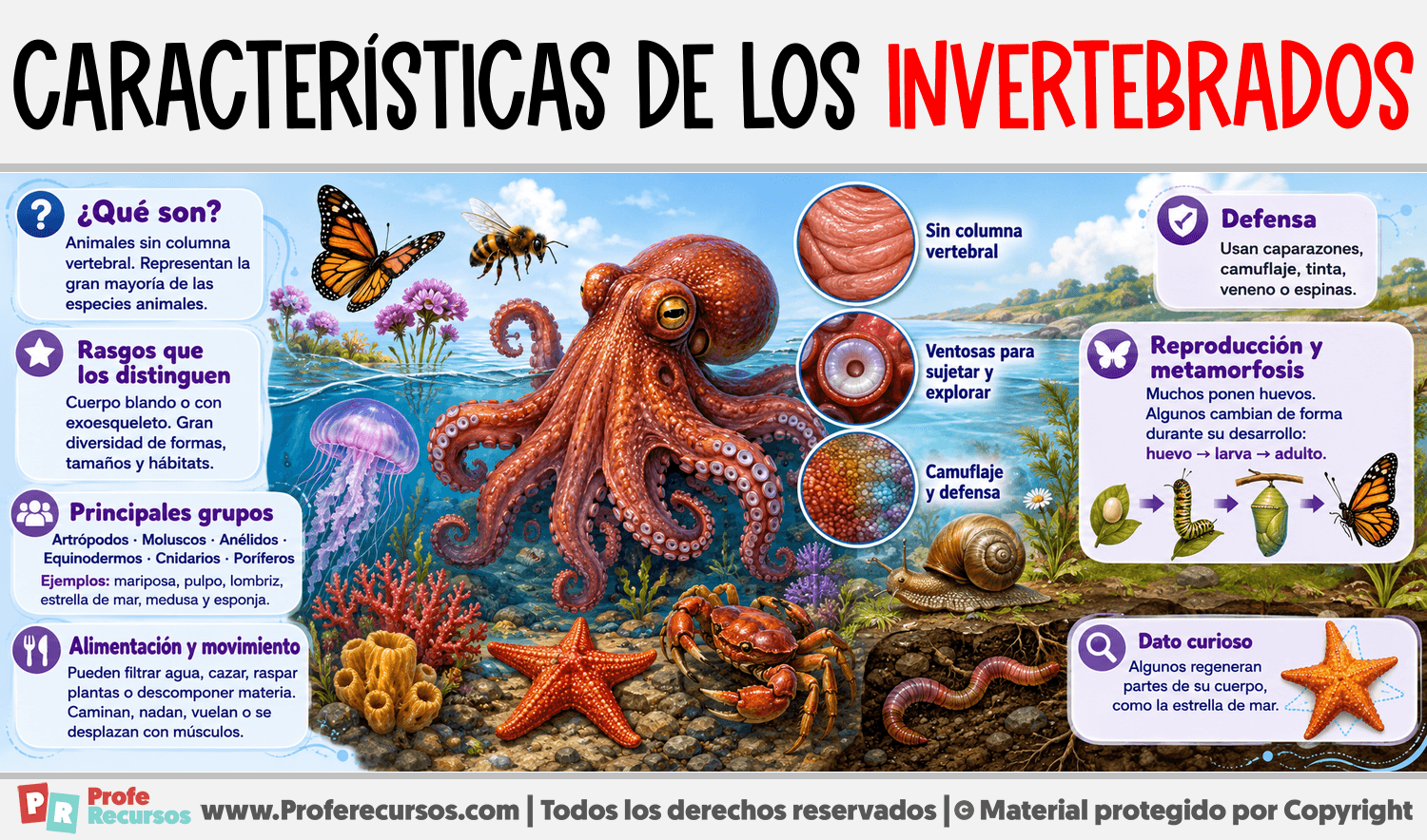 Características de los Invertebrados Infografia sobre Características de los Invertebrados