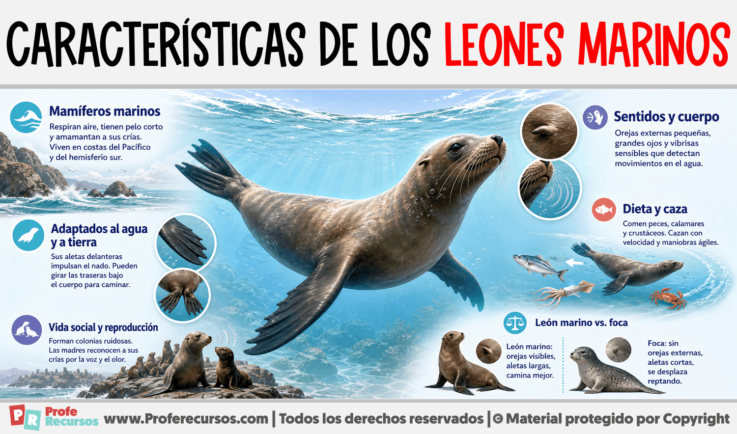 Infografia sobre Características de los Leones Marinos