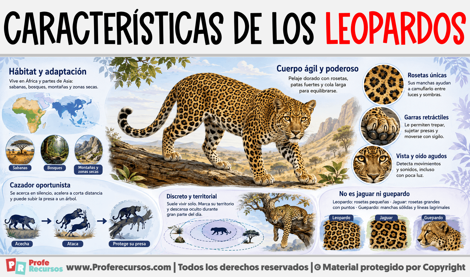 Infografia sobre Características de los Leopardos