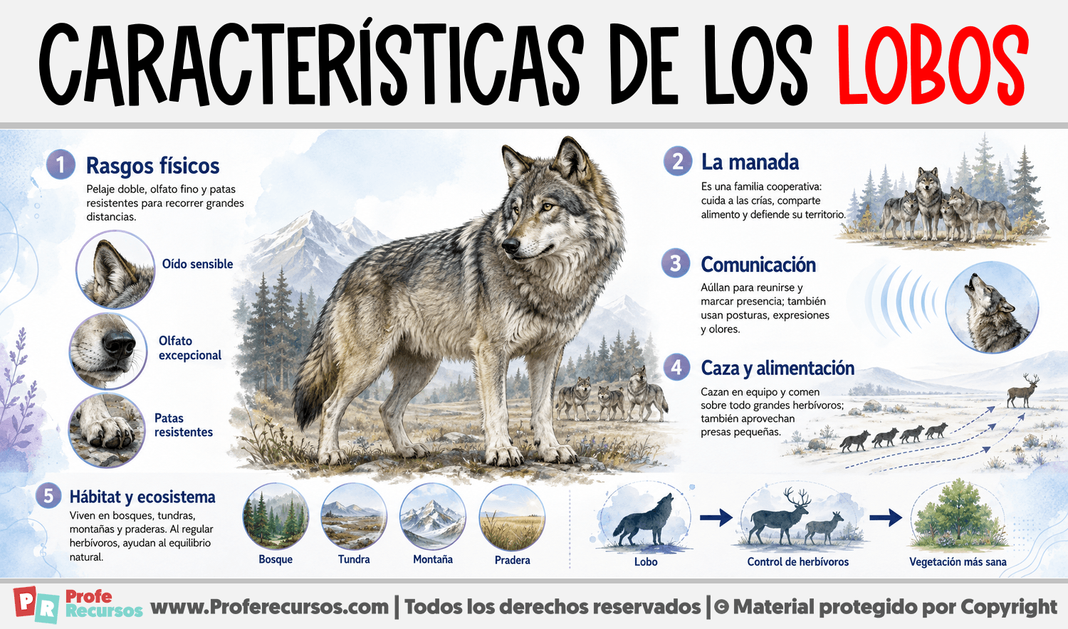Infografia sobre Características de los Lobos