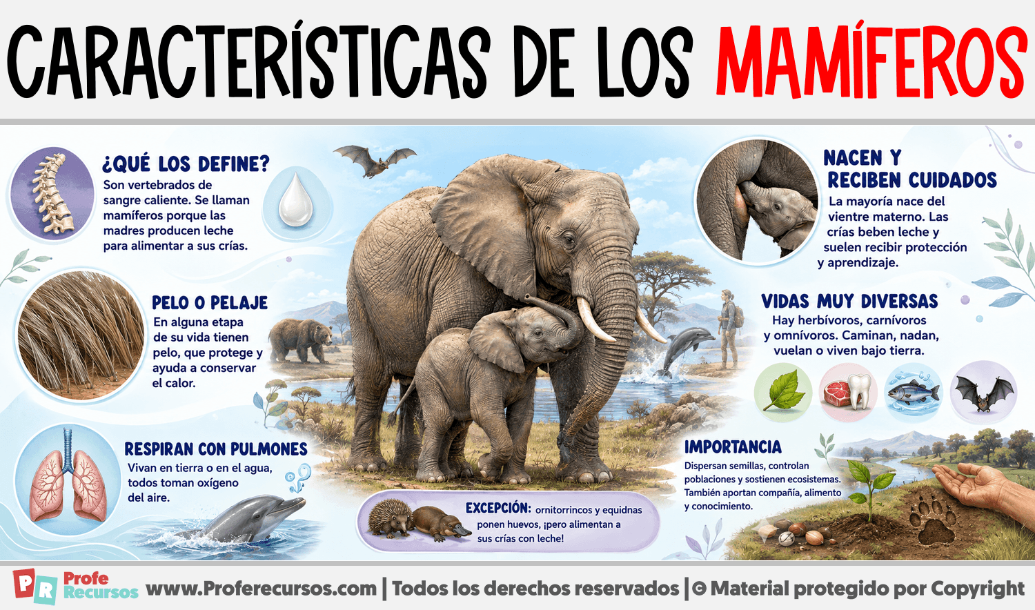 Características de los Mamíferos Infografia sobre Características de los Mamíferos