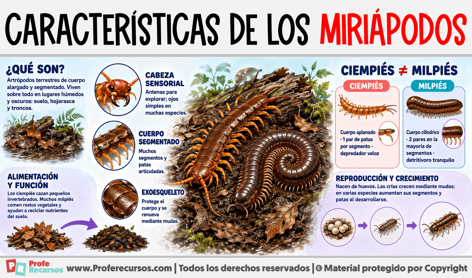 Características de los Miriápodos Infografia sobre Características de los Miriápodos