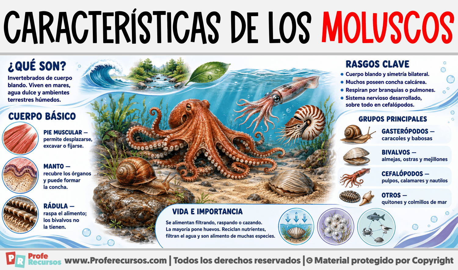 Características de los Moluscos Infografia sobre Características de los Moluscos